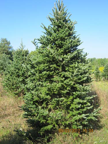 Fraser Fir