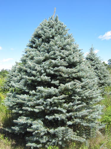 Colorado Blue Spruce