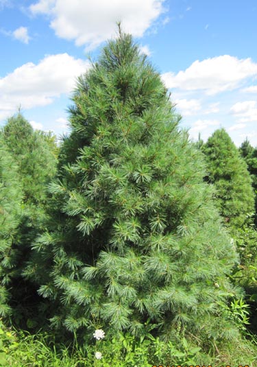 White Pine