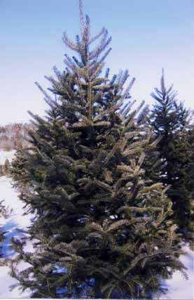 Balsam fir