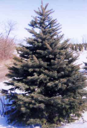 Colorado Spruce