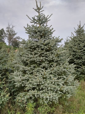 Meyer Blue Spruce