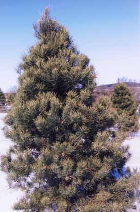 Scotch Pine