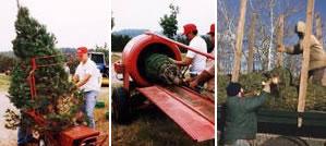 Shaking and baling Christmas Trees